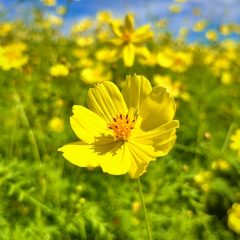 iPhone 14 Proでみちのく公園のコスモスを撮る