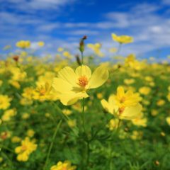 みちのく公園のコスモス