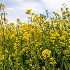 みちのく公園の菜の花