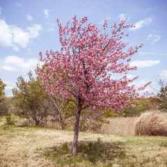 みちのく公園の桜