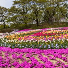 みちのく公園のチューリップ