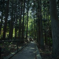 鎮守の森