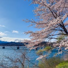 釜房湖の桜 #1
