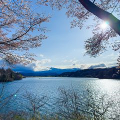 釜房湖の桜 #2